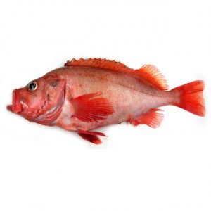 Peixe Vermelho M 300/500
